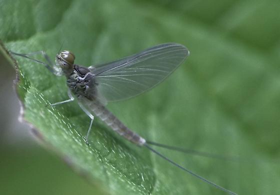 Beautiful Blue Baetis